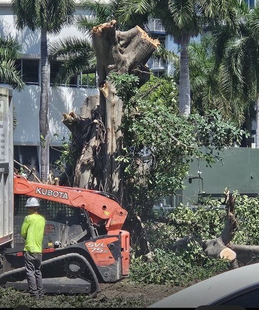 Tree Removal NE 16th